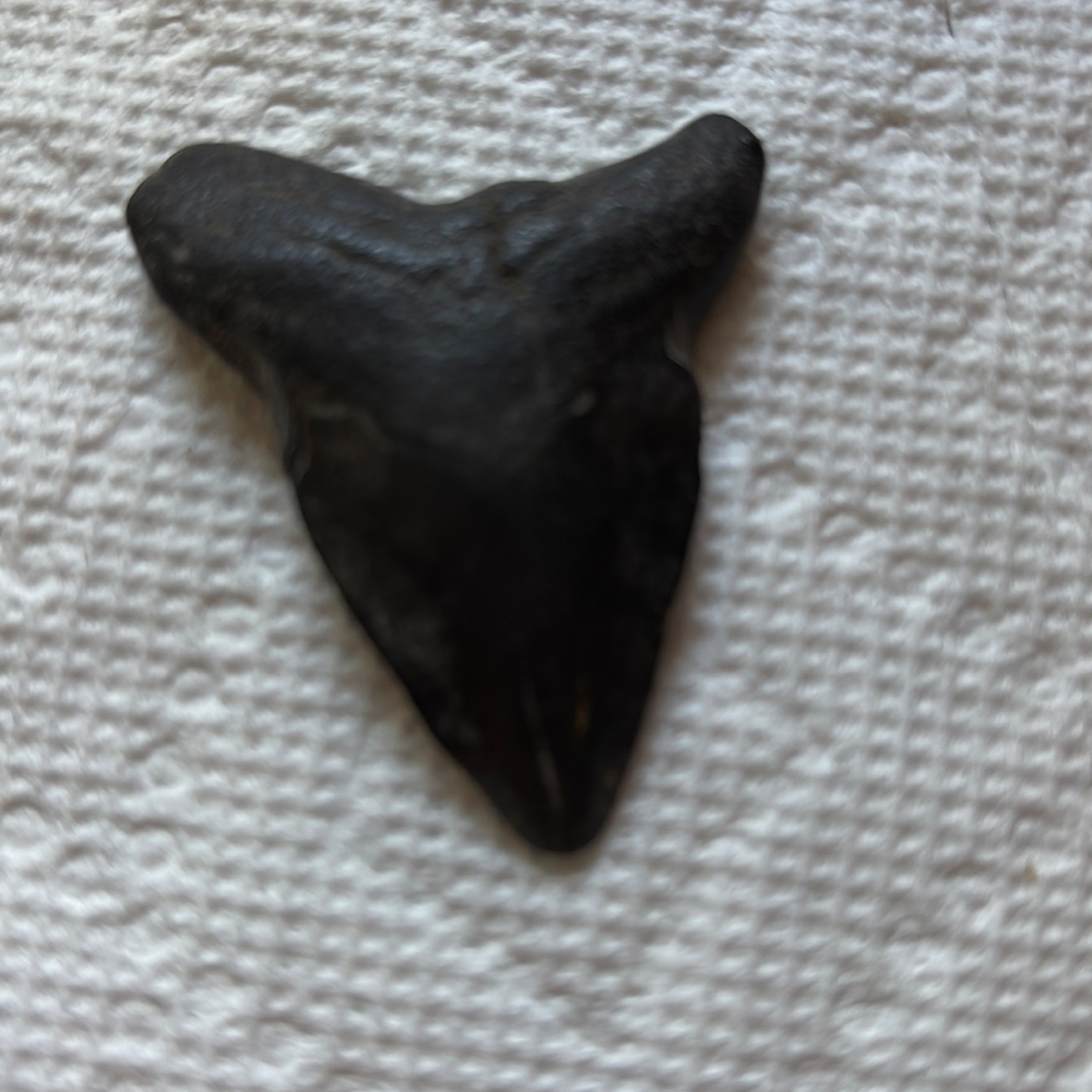 fossilized shark tooth, possibly from a Great White